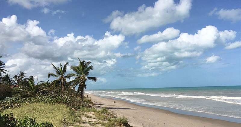 beach with palm trees in ocean ridge, fl